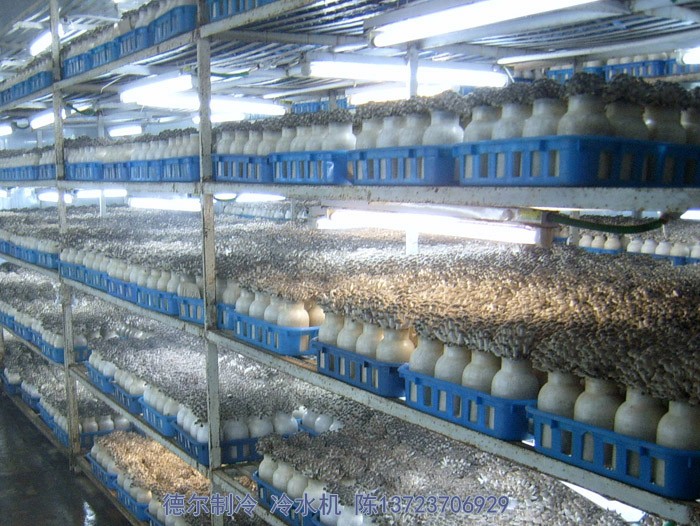德?tīng)栔评淅渌畽C(jī)用于食用菌培育環(huán)境